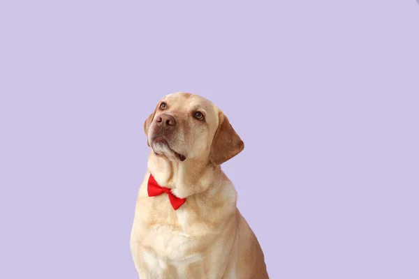 Mignon Chien Labrador Avec Nœud Papillon Sur Fond Lilas Fête — Photo