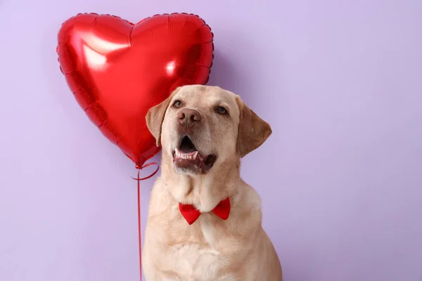 Lindo Perro Labrador Con Globo Sobre Fondo Lila Celebración San — Foto de Stock