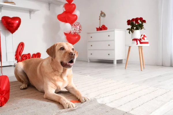 Cute Labrador Dog Lying Room Decorated Valentine Day — Stock Photo, Image