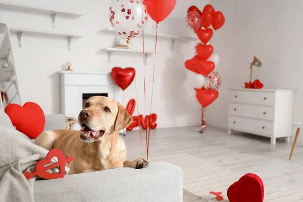 Sød Labrador Hund Liggende Sofaen Rummet Dekoreret Til Valentinsdag - Stock-foto