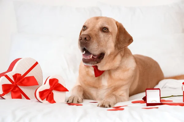 Niedlicher Labrador Hund Mit Geschenkschachteln Rose Und Verlobungsring Auf Dem — Stockfoto