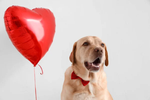 Lindo Perro Labrador Con Pajarita Globo Sobre Fondo Claro Primer —  Fotos de Stock