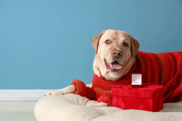 Roztomilý Labradorský Pes Dárkem Zásnubním Prstenem Ležící Posteli Modré Stěny — Stock fotografie