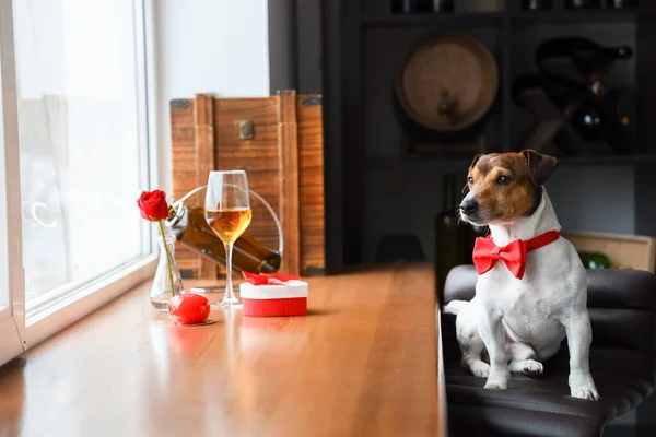 Jack Russel Terrier Bow Tie Restaurant Valentine Day — Stock Photo, Image