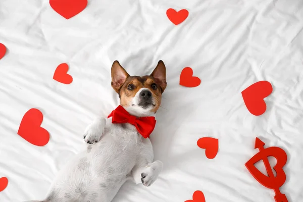 Jack Russel Terrier Bow Tie Paper Hearts Lying Bed Valentine — Stock Photo, Image