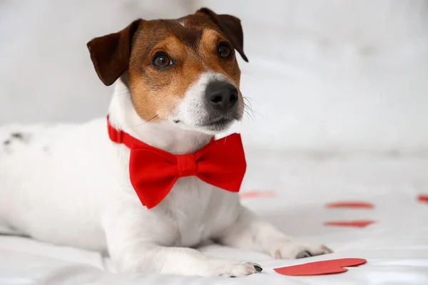 Jack Russel Terrier Bow Tie Lying Bed Closeup Valentine Day — Stock Photo, Image