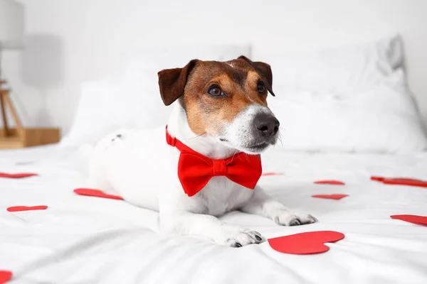 Jack Russel Terrier Bow Tie Lying Bed Closeup Valentine Day — Stock Photo, Image