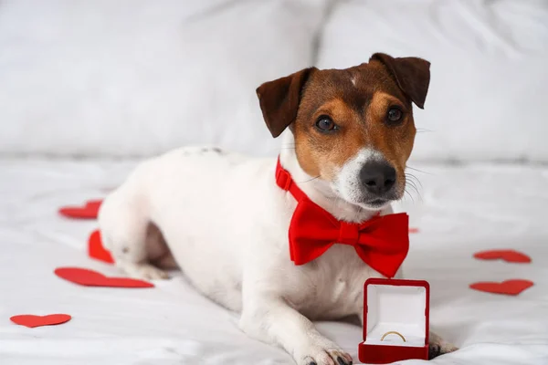 Jack Russel Terrier Bow Tie Paper Hearts Engagement Ring Lying — Stock Photo, Image
