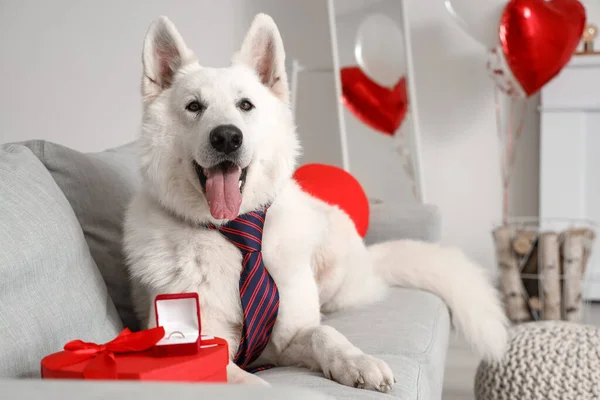 Biały Pies Pudełkiem Prezentów Pierścionkiem Zaręczynowym Kanapie Domu Święto Walentynek — Zdjęcie stockowe
