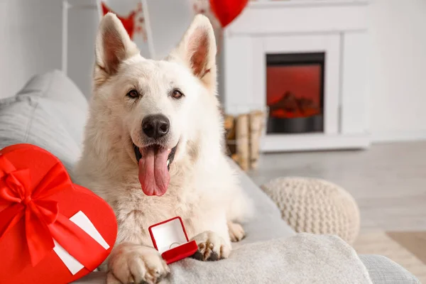 Bílý Pes Dárkovou Krabicí Zásnubním Prstenem Doma Pohovce Valentýnská Oslava — Stock fotografie