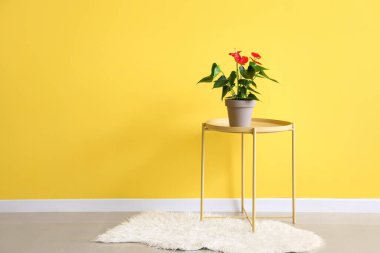 Renk duvarının yakınındaki modern masada bulunan şarbonlu çiçek.