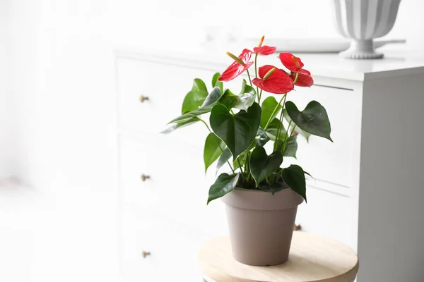 Прекрасна Квітка Антуріума Столі Біля Білого Комода — стокове фото