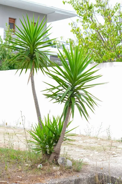 Prachtige Tropische Plant Het Grondgebied Van Het Hotel — Stockfoto