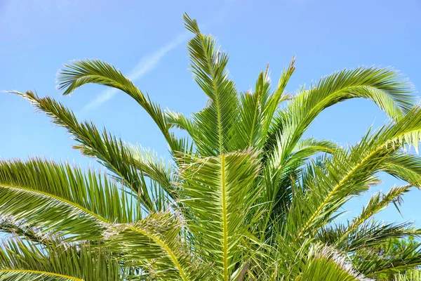 Palma Verde Contra Cielo Azul Resort —  Fotos de Stock