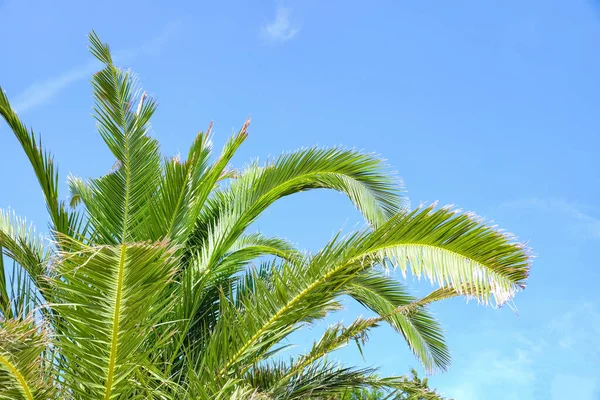 Palma Verde Contra Céu Azul Resort — Fotografia de Stock