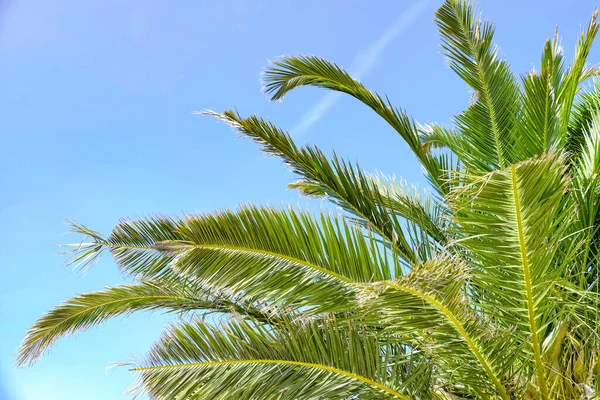 Palma Verde Contra Céu Azul Resort — Fotografia de Stock