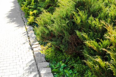 Japon bahçe ardıçkuşları parkta