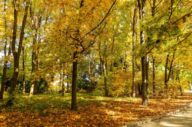 Sonbahar ulusal parkında ağaçlar