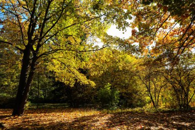 Sonbahar parkında ağaçlar ve çalılar