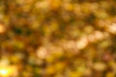 Düşen yaprakların bulanık görüntüsü