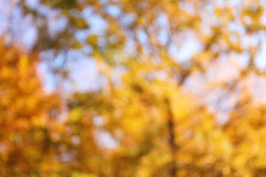 Sonbahar yapraklı ağaç dallarının bulanık görüntüsü