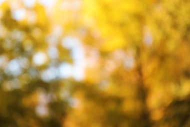 Mavi gökyüzü arka planında sonbahar ağaçlarının bulanık görüntüsü