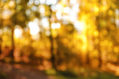 Sonbahar parkındaki farklı ağaçların bulanık görüntüsü