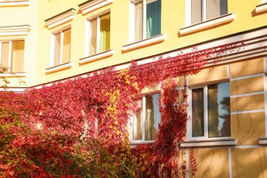İnşa duvarını kaplayan sonbahar sarmaşığı yaprakları