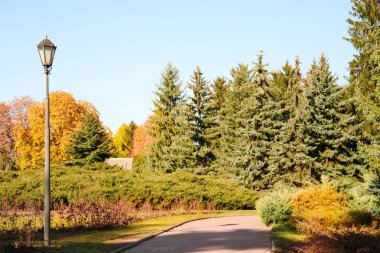 Sonbahar parkındaki çam ağaçlarının manzarası