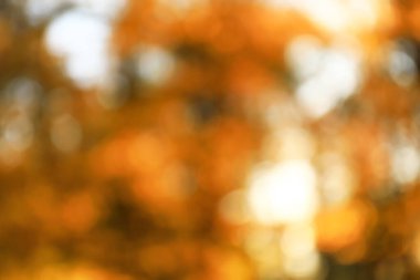 Parktaki sonbahar ağaçlarının bulanık görüntüsü