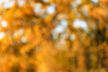 Parktaki sonbahar ağaçlarının bulanık görüntüsü