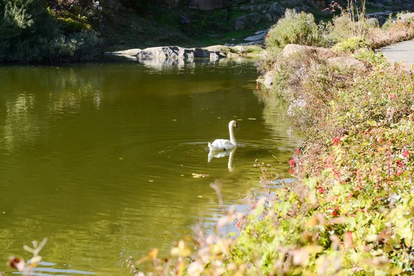Graceful Swan Swimming Lake — Stock Photo, Image