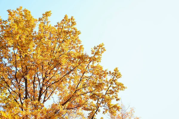 Tree Branches Autumn Leaves — Stock Photo, Image