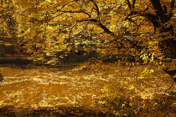 Krásné Jezero Podzimními Stromy Parku — Stock fotografie