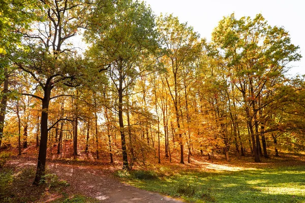 Pohled Různé Stromy Podzimním Parku — Stock fotografie