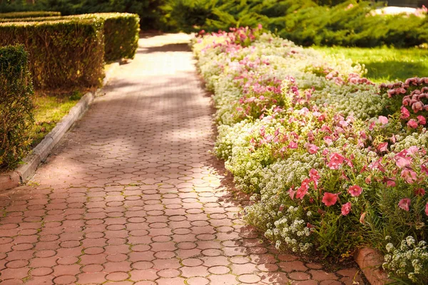 Chemin Avec Des Fleurs Dans Parc Automne — Photo