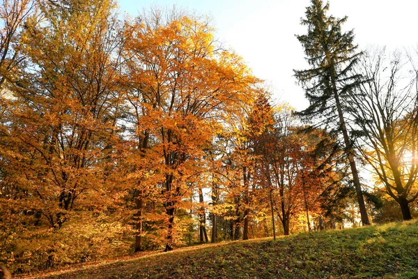 View Autumn Trees Park — Stock Photo, Image