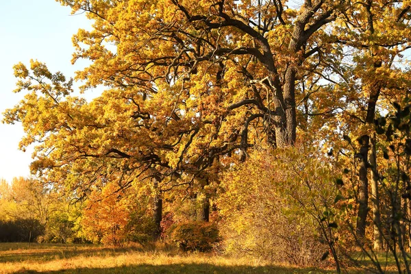 Vue Des Arbres Automne Dans Parc — Photo