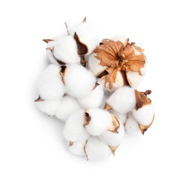 Beyaz arkaplanda yumuşak pamuk çiçekleri