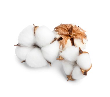 Beyaz arkaplanda yumuşak pamuk çiçekleri