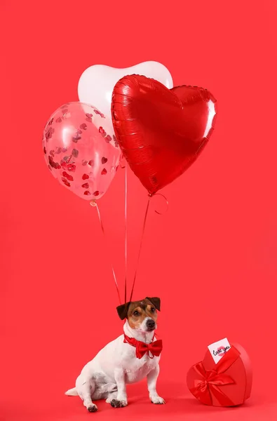 Jack Russel terrier with bow tie, gift and balloons sitting on red background. Valentine's Day celebration