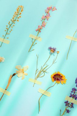 Turkuaz arka planda yamaları olan kurumuş basılmış çiçekler