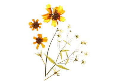 Beyaz arkaplanda kurumuş basılmış çiçekler