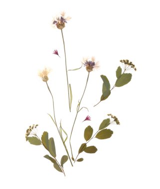 Beyaz arkaplanda kurumuş basılmış çiçekler