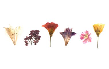 Beyaz arkaplanda kurumuş basılmış çiçekler