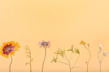 Bej arkaplanda kurumuş ütülenmiş çiçeklerle kompozisyon