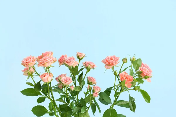 Mavi Duvarın Yanında Güzel Taze Güller Yakın Plan — Stok fotoğraf