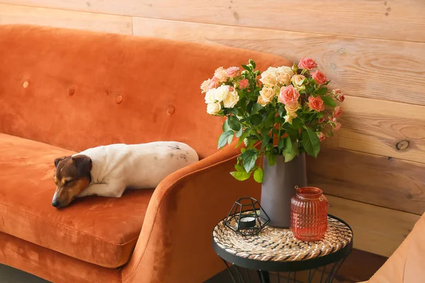 Vaso Con Bellissime Rose Sul Tavolo Jack Russel Terrier Soggiorno — Foto Stock