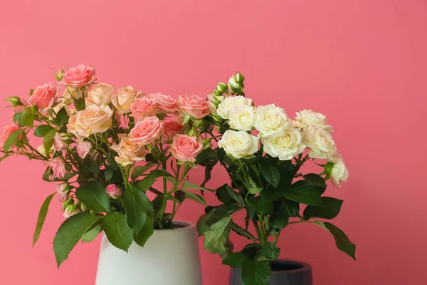 Jarrones Con Hermosas Rosas Cerca Pared Rosa Primer Plano — Foto de Stock