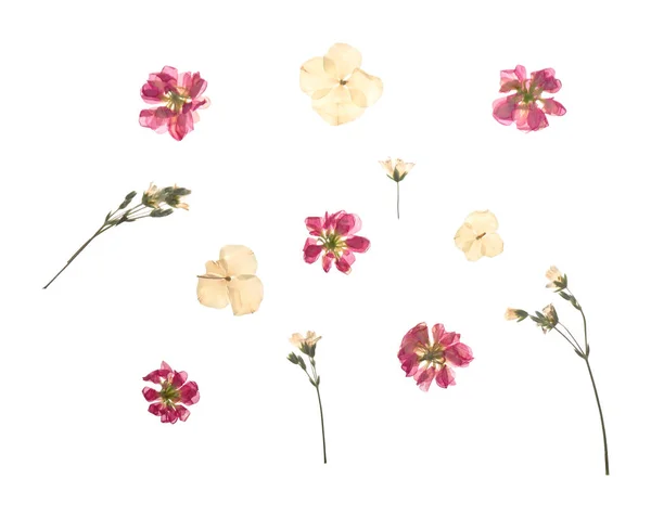 Dried Pressed Flowers White Background — Stock Photo, Image